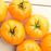 Lemon Boy Tomato Plants | Two Live Garden Plants | Non-GMO, Globe, Indeterminate