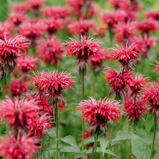 Bee Balm "Jacob Kline" (Monarda) | Two Live Plants | Non-GMO, Hardy Flowering Perennial, Pollinator Favorite