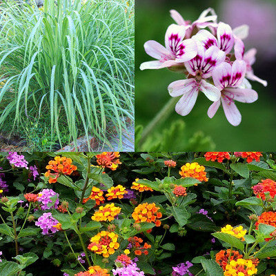 The Mosquito Trio | 9 Live Mosquito Repelling Plants | Geranium, Lemongrass, Lantana, Non-GMO