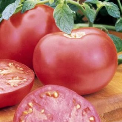 Pink Girl Tomato | Two Live Garden Plants | Non-GMO, Indeterminate, Crack & Disease Resistant