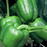 Whopper Pepper | Two Live Garden Plants | Non-GMO, Sweet, XL Fruit