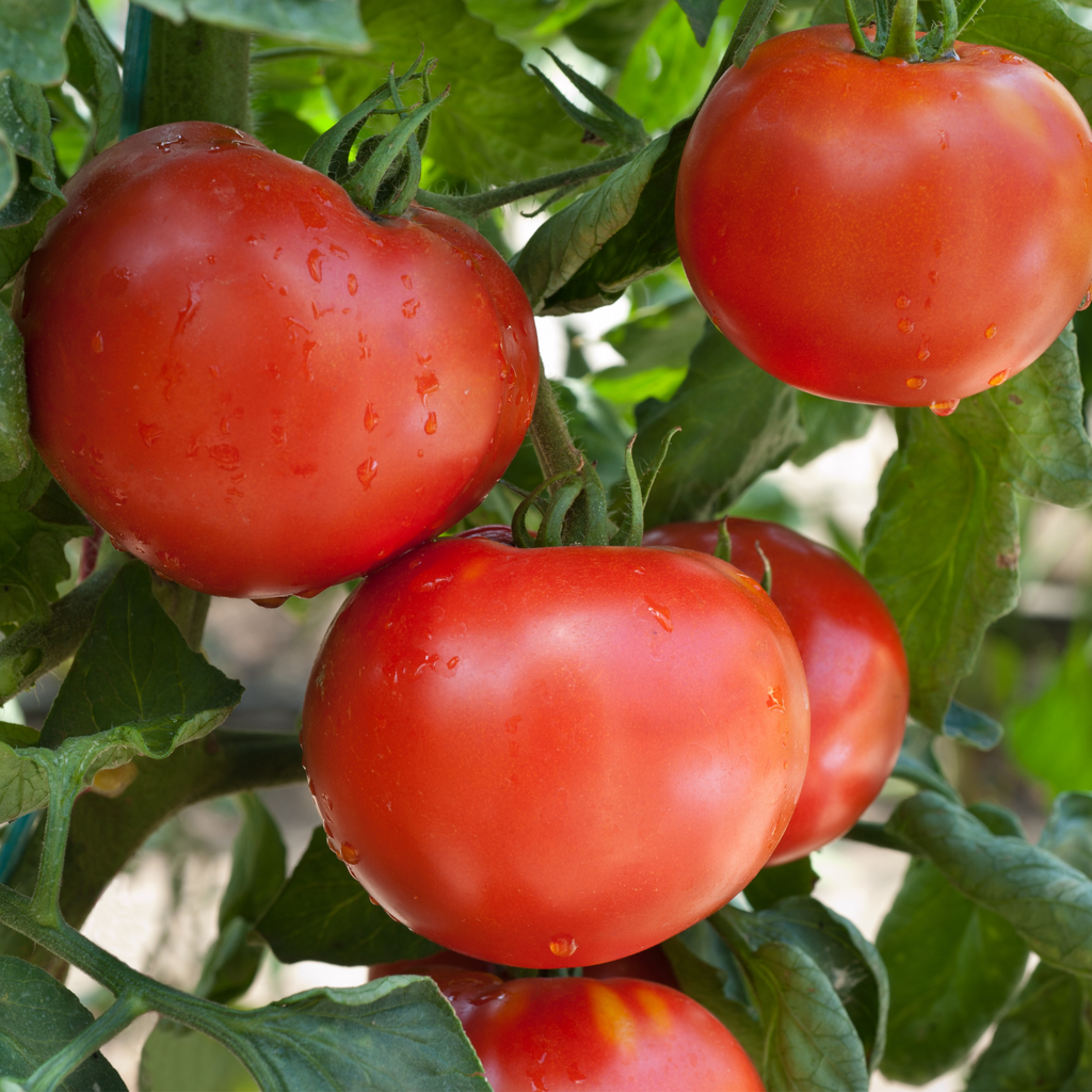 Selecting Which Tomato Plants to Grow - Alabama Cooperative