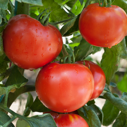 Wisconsin 55 Tomato Plants | Two Live Garden Plants | Non-GMO, Heirloom, Semi-Determinate