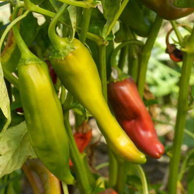 Anaheim Pepper Plants Two Live Garden Plants | Non-GMO, Mild Hot Chi — Clovers Garden