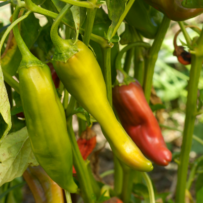 Anaheim Pepper Plants | Two Live Garden Plants | Non-GMO, Mild Hot Chili-Type