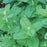 Apple Mint | Two Live Herb Plants | Non-GMO, Hardy, Easy to Grow