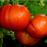 Beefmaster Tomato Plants | Two Live Garden Plants | Non-GMO, Indeterminate, Beefsteak