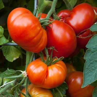 Beefmaster Tomato Plants | Two Live Garden Plants | Non-GMO, Indeterminate, Beefsteak
