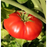 Big Beef Tomato Plants |Two Live Plants | Non-GMO, Interdeterminate, Disease Resistant