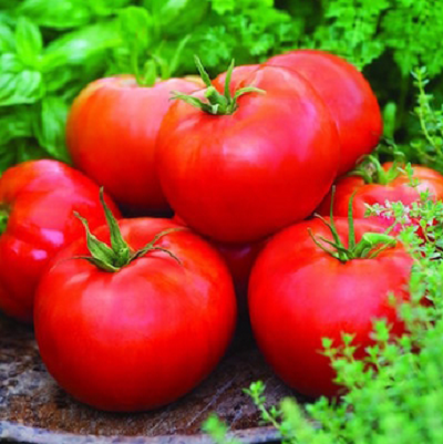 Big Boy Tomato Plants | Two Live Garden Plants | Non-GMO, Great Canner & Slicer
