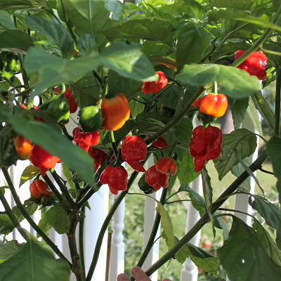 Pepper Plants