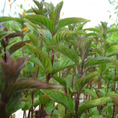 Chocolate Mint | Two Live Herb Plants | Non-GMO, Pollinator Favorite