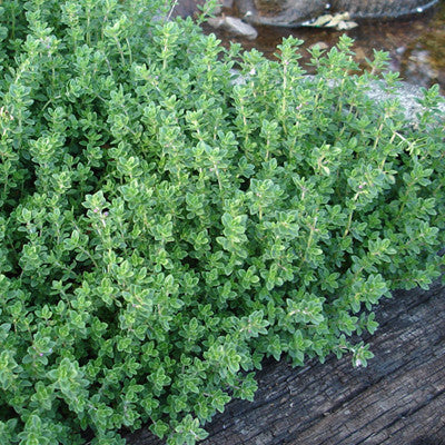 Creeping Lemon Thyme | Two Live Herb Plants | Non-GMO, Mosquito Repellent, Edible