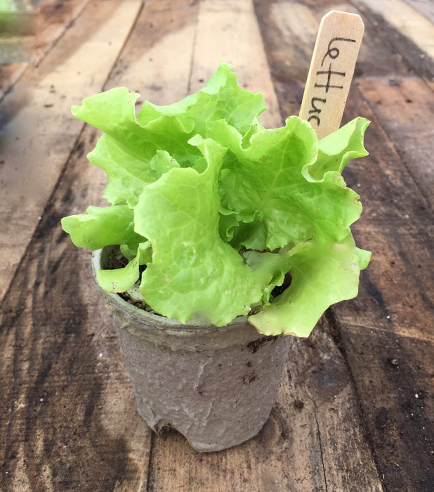 https://cloversgarden.com/cdn/shop/products/ecopaper-seed-pot-lettuce-JK-2017-cloversgarden_618x700.jpeg?v=1542150202