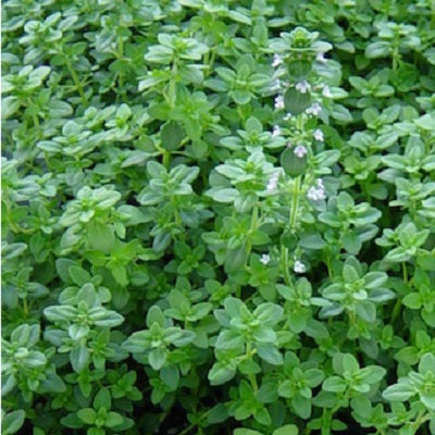 English Thyme | Two Live Herb Plants | Non-GMO, Great in Containers