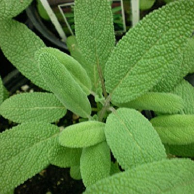 Garden Sage | Two Live Herb Plants | Non-GMO, Great Flavor, Compact Bushy Growth