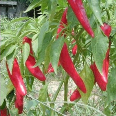 Garden Salsa Pepper | Two Live Garden Plants | Non-GMO, Medium Heat