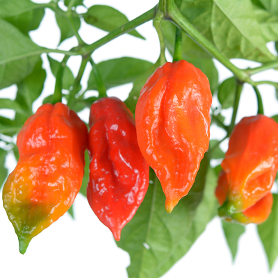 Ghost Bhut Jolokia Pepper | Two Live Plants | Non-GMO, High Yield, 1M+ SHU