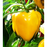 Golden California Wonder Bell | Two Live Pepper Plants | Non GMO, Sweet Bell, Salad Favorite