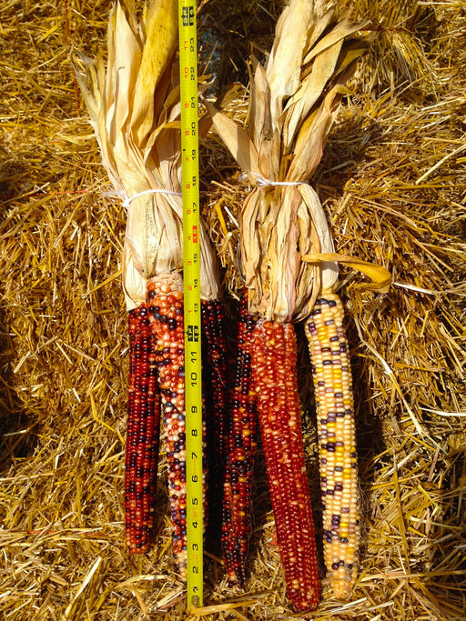 Giant Real Indian Corn | Midwest Grown, Six 12-Inch Ornamental Ears with Husks