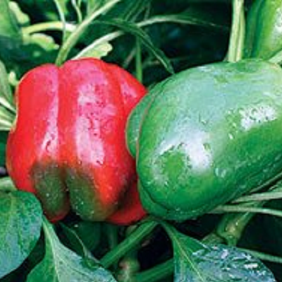 Lady Bell Red Pepper | Two Live Garden Plants | Non-GMO, Sweet, Ripens to Deep Red