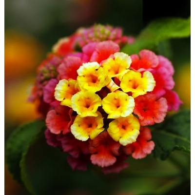 Lantana Camara Flowering | Two Live Plants | Non-GMO, Mosquito Repellent Plant, Thrives in Hot & Dry Areas