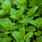 Mojito Mint | Two Live Herb Plants | Non-GMO, Summer Must Have