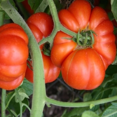 Mortgage Lifter Tomato | Two Live Garden Plants | Non-GMO, Heirloom Beefsteak