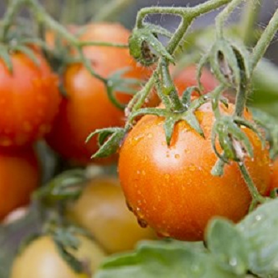 Mountain Merit Tomato | Two Live Garden Plants | Non-GMO, Determinate, Classic Slicer, Blight-resistant