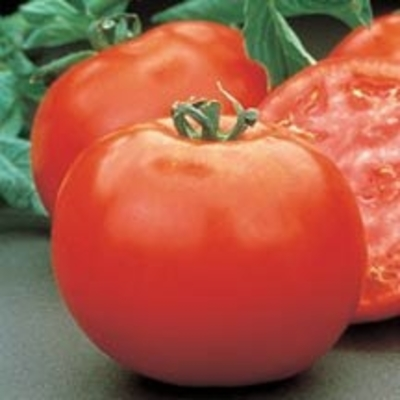 Mountain Pride Tomato | Two Live Garden Plants | Non-GMO, Determinate, Disease Resistant, Great Canner