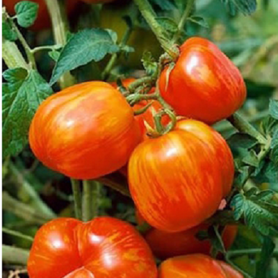 Mr. Stripey Tomato | Two Live Garden Plants | Non-GMO, Heirloom, Beefsteak, Low Acid