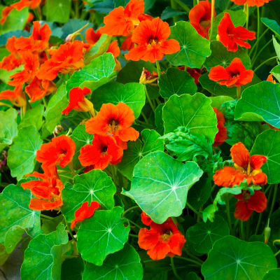 Nasturtium | Two Live Garden Plants | Non-GMO, Deliciously Edible!