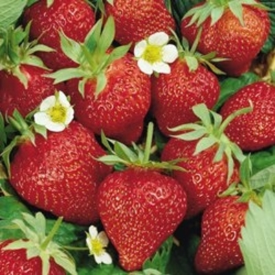 Everbearing Sweet Strawberry | Two Live Garden Plants | Non-GMO, Cold & Disease Tolerant