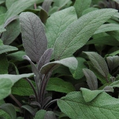 Purple Sage | Two Live Herb Plants | Non GMO, Pollinator Favorite, Deer Repellent