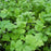 Santo Cilantro | Two Live Herb Plants | Non-GMO, Slow to Bolt, Mexican Cuisine Must-Have