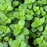 Spearmint Mint | Two Live Herb Plants | Non-GMO, Easy-Grower, Perennial in Most Zones