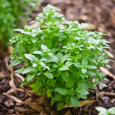 Spicy Globe Basil | Two Live Herb Plants | Non-GMO, Bushy Growth, Greek-Style Basil