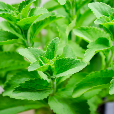 Stevia Plant | Two Live Garden Plants | Non-GMO, Use Leaves Fresh or Dried