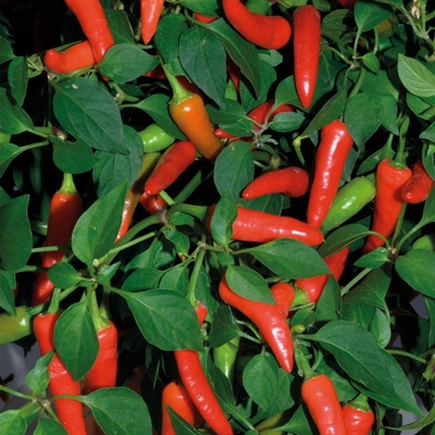 Super Chili Hot Pepper Plants | Two Live Veggie Garden Plants | Non-GMO, 40K SHU