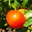 Super Fantastic Tomato | Two Live Garden Plants | Non-GMO, Indeterminate, Beefsteak, High Yields