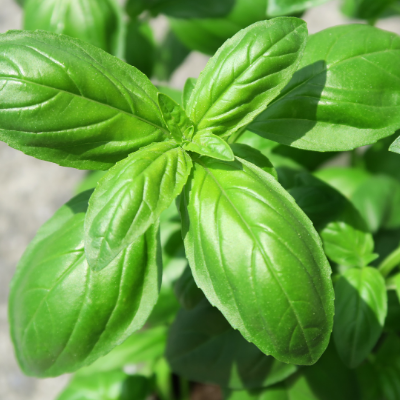 Order Herbs Living Basil Pot Organic
