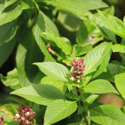 Thai Basil | Two Live Herb Plants | Non-GMO, Spicy Flavor and Bold Scent