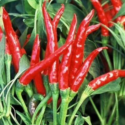 Thai Gong Bao Dragon Hot Pepper Plants | Two Live Plants | High Yield, Edible Ornamental