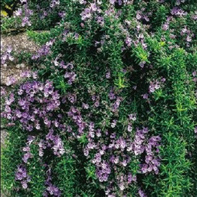Rosemary Live Plant - Potted Herb, Green, Indoor/Outdoor