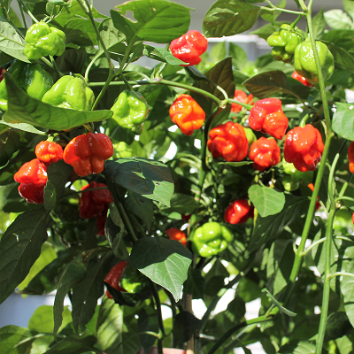 https://cloversgarden.com/cdn/shop/products/trinidad-scorpion-pepper-plants-on-vine-cloversgarden-400_400x400.png?v=1614961923&utm_source=chatgpt.com