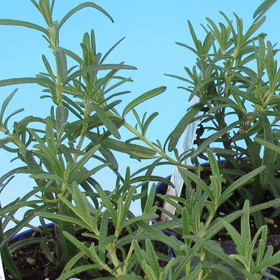 Upright Rosemary - Buchanan's Native Plants